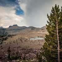 Alpine Trees in Glacier National Park