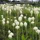 Beargrass blooming in Glacier National Park, Montana