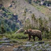 Grizzly bear in the vast wilderness