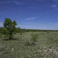 Landscape with grassland and tree in Montana