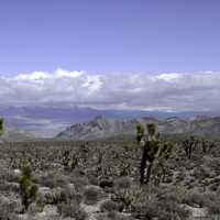 Las Vegas Desert Landscape in Nevada
