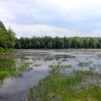 Wetlands at Promised Land State Park, Pennsylvania