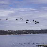 Geese flying over Pickwick Lake