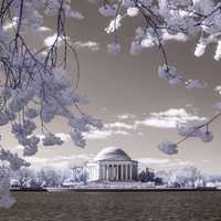 Infared photo of Cherry blossoms near the Tidal Basin