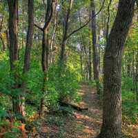 Hiking trail in woods at Belmont Mounds State Park, Wisconsin