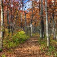Colorful hiking path through the woods in Blue Mound State Park, Wisconsin