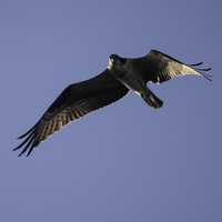 Osprey soaring in the air