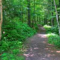 The Forest path at Copper Falls State Park, Wisconsin