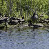 Group of Geese resting on an island in the pond