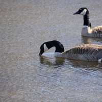 Canadian Geese at Kettle Moraine South, Wisconsin