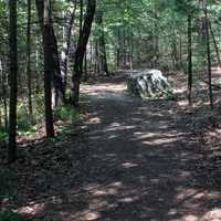 Wooded Walkway at Mill Bluff State Park, Wisconsin