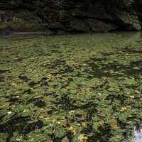 Green plants and Algae in the water at Wisconsin Dells