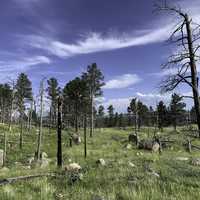 Trees and grass landscape at Devil's Tower