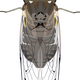 Cicida Bug Vector Clipart