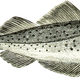 Cod fish vector clipart