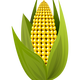 Corn Vector Clipart
