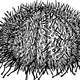 Sea Urchin Drawing Vector Clipart