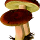 Two Mushrooms vector clipart