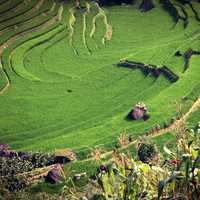 Terrace and farms in Vietnam