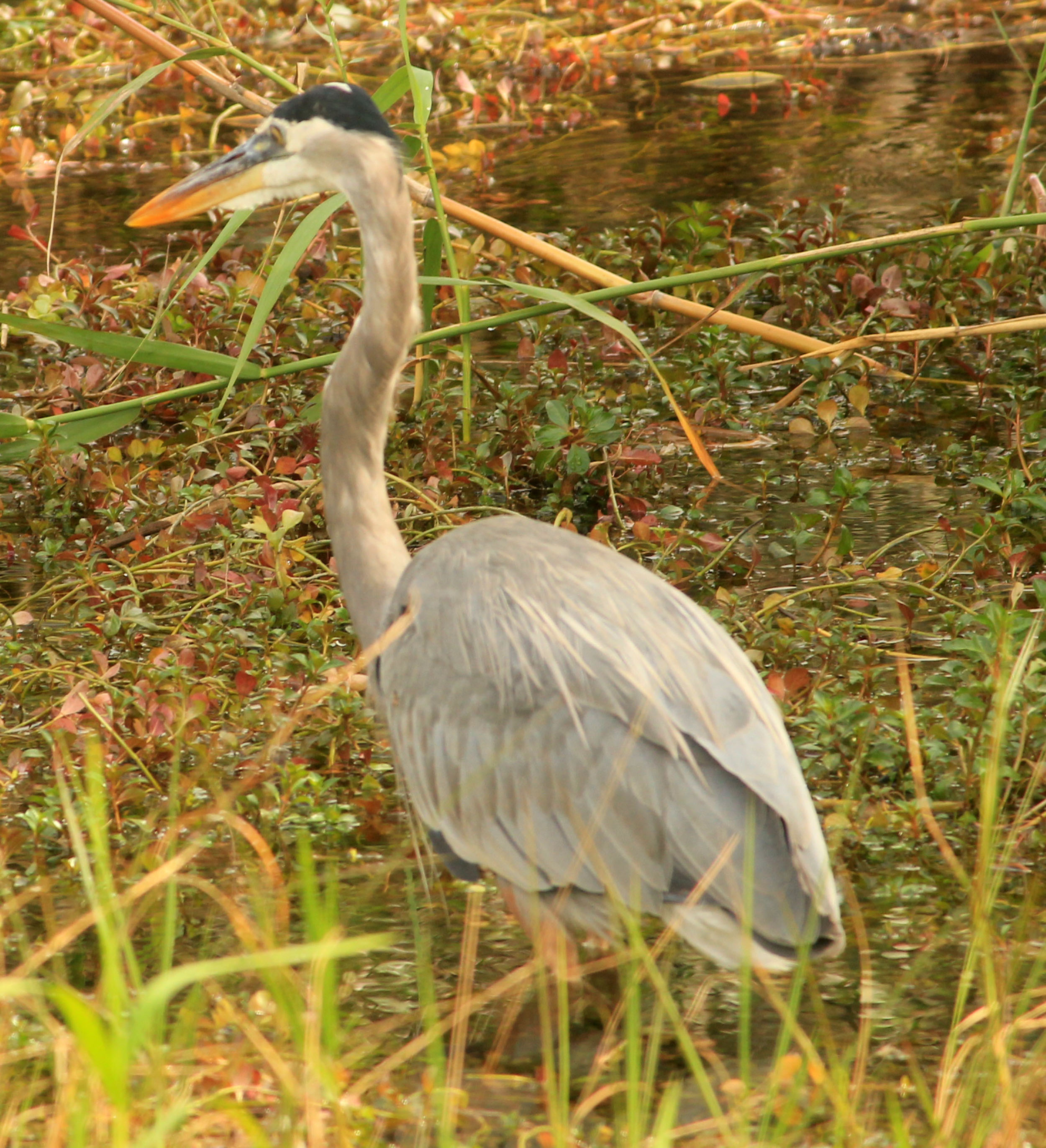 Collection 98+ Wallpaper Pictures Of Great Blue Herons Completed