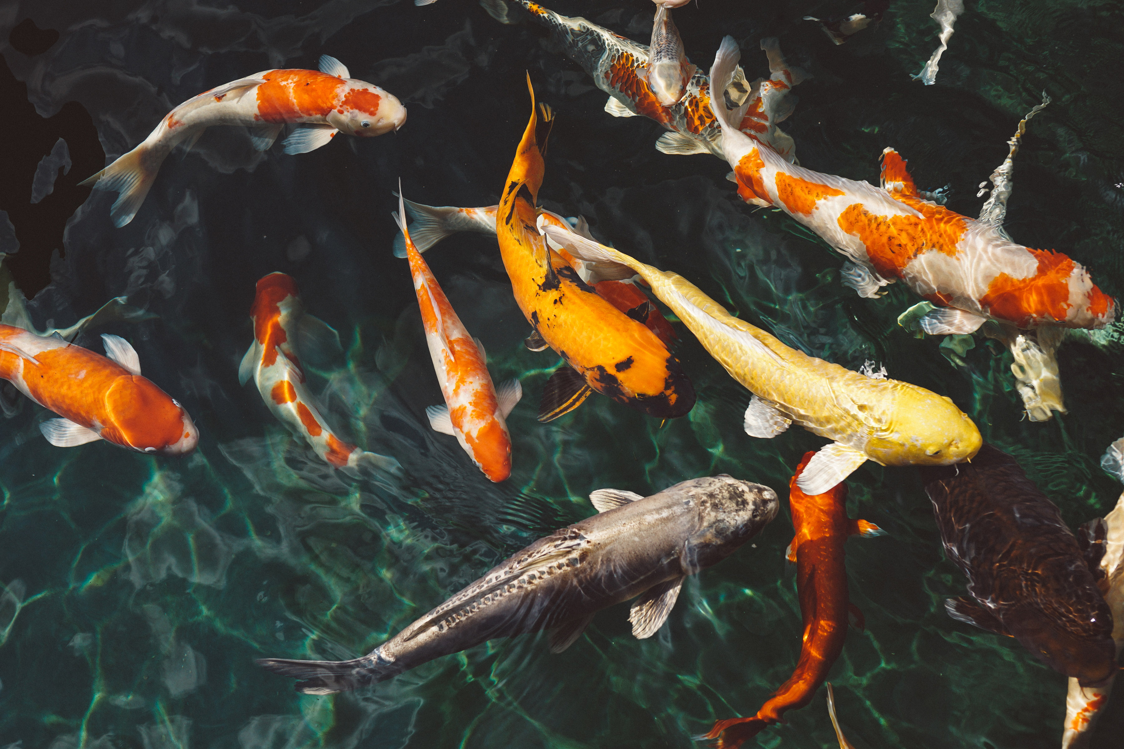 Colored Koi Fish In Pond Image Free Stock Photo Public Domain Photo 