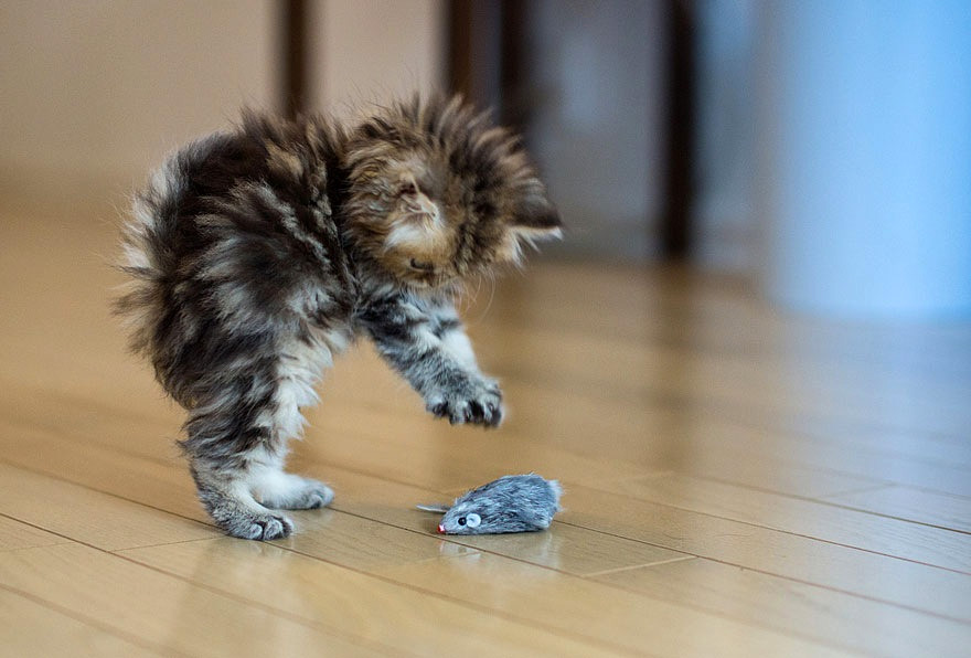 Cat playing with toy mouse image - Free stock photo - Public Domain photo -  CC0 Images