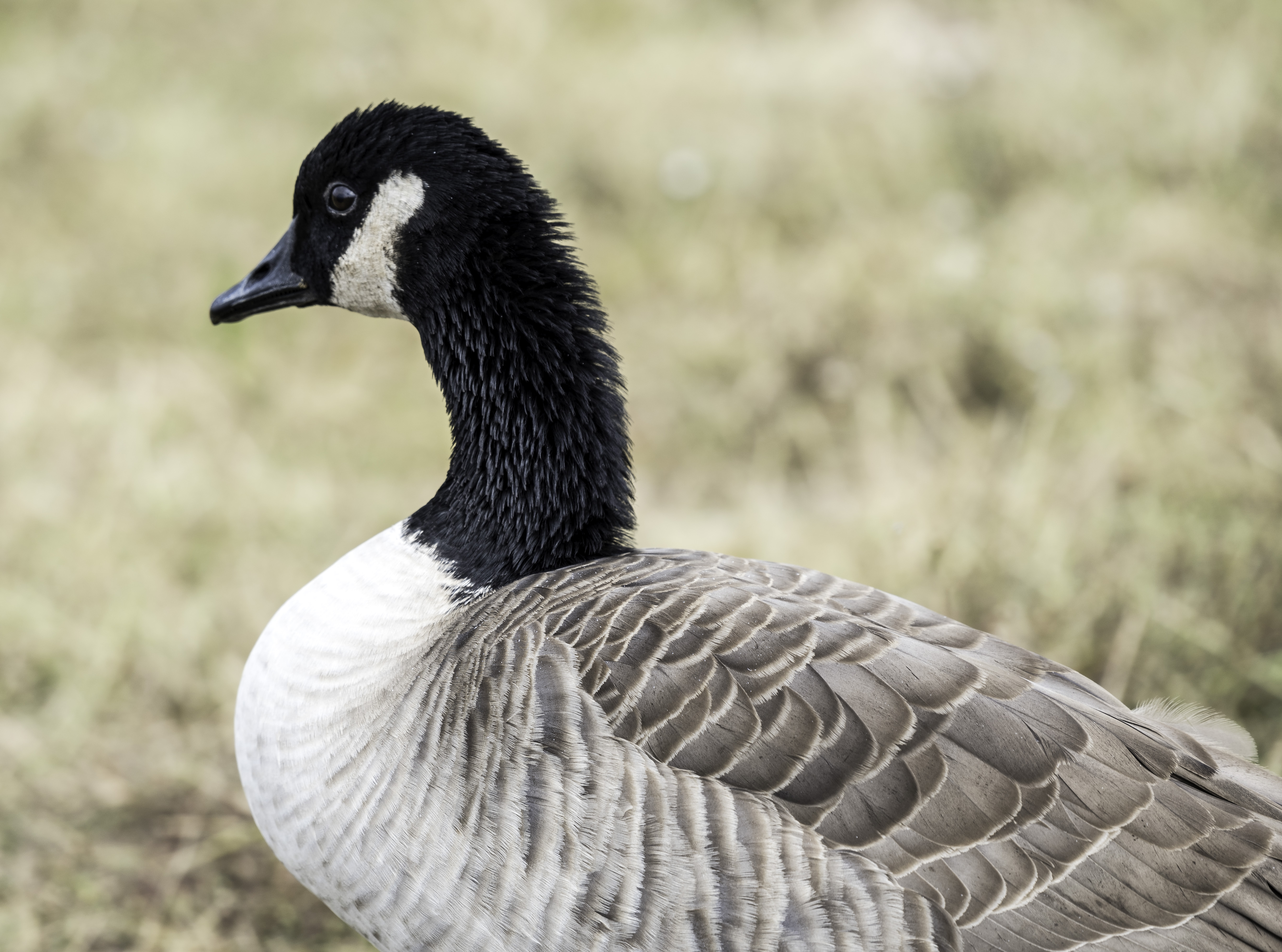 Close up of head and body of Canadian Goose image - Free ...