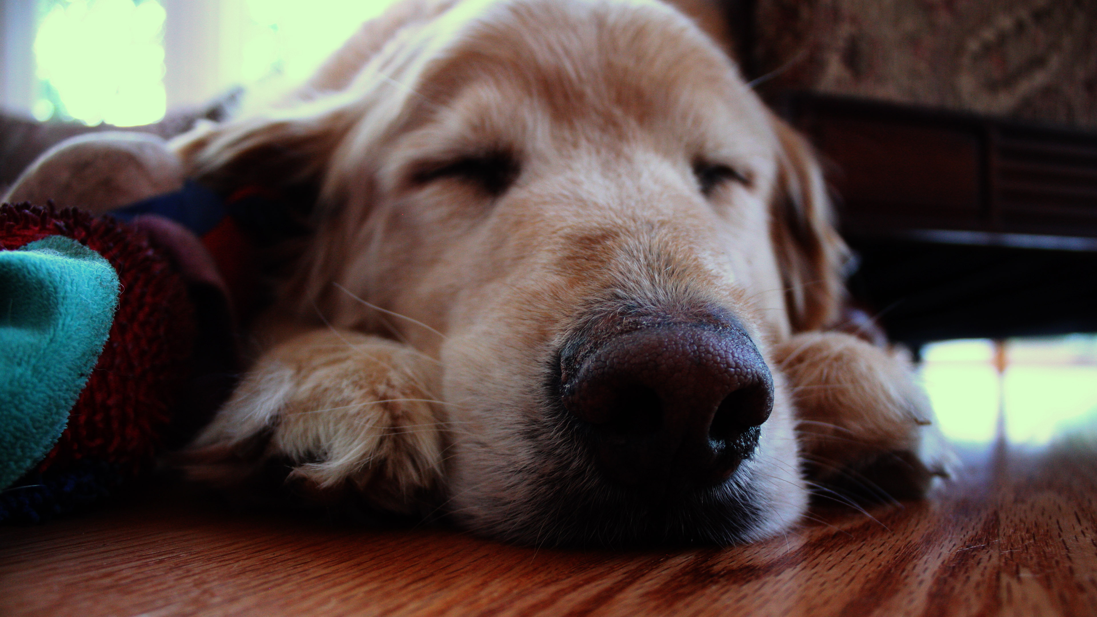 Dog Sleeping On Floor Image Free Stock Photo Public Domain Photo 