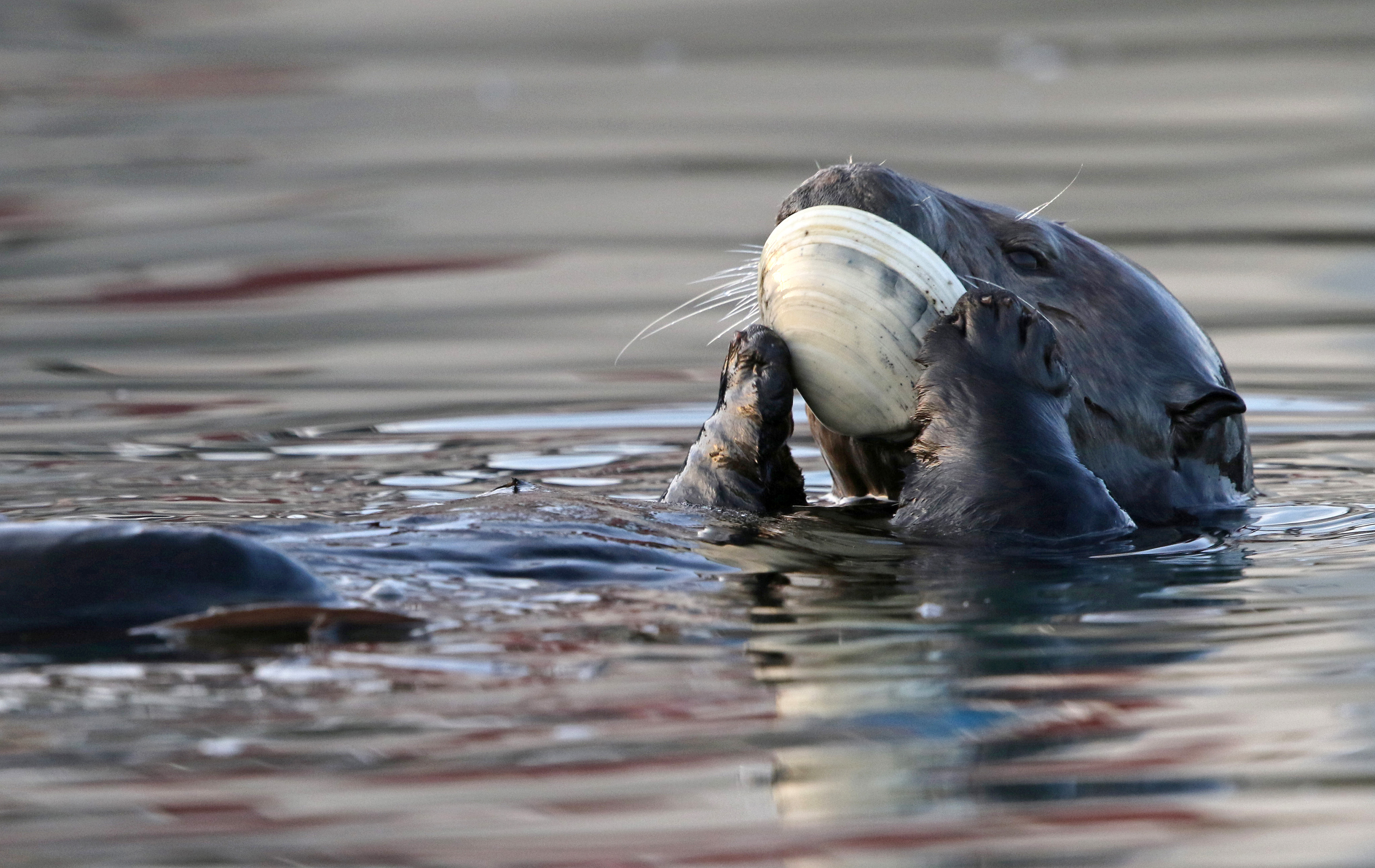 Sea Otters Eating Clams