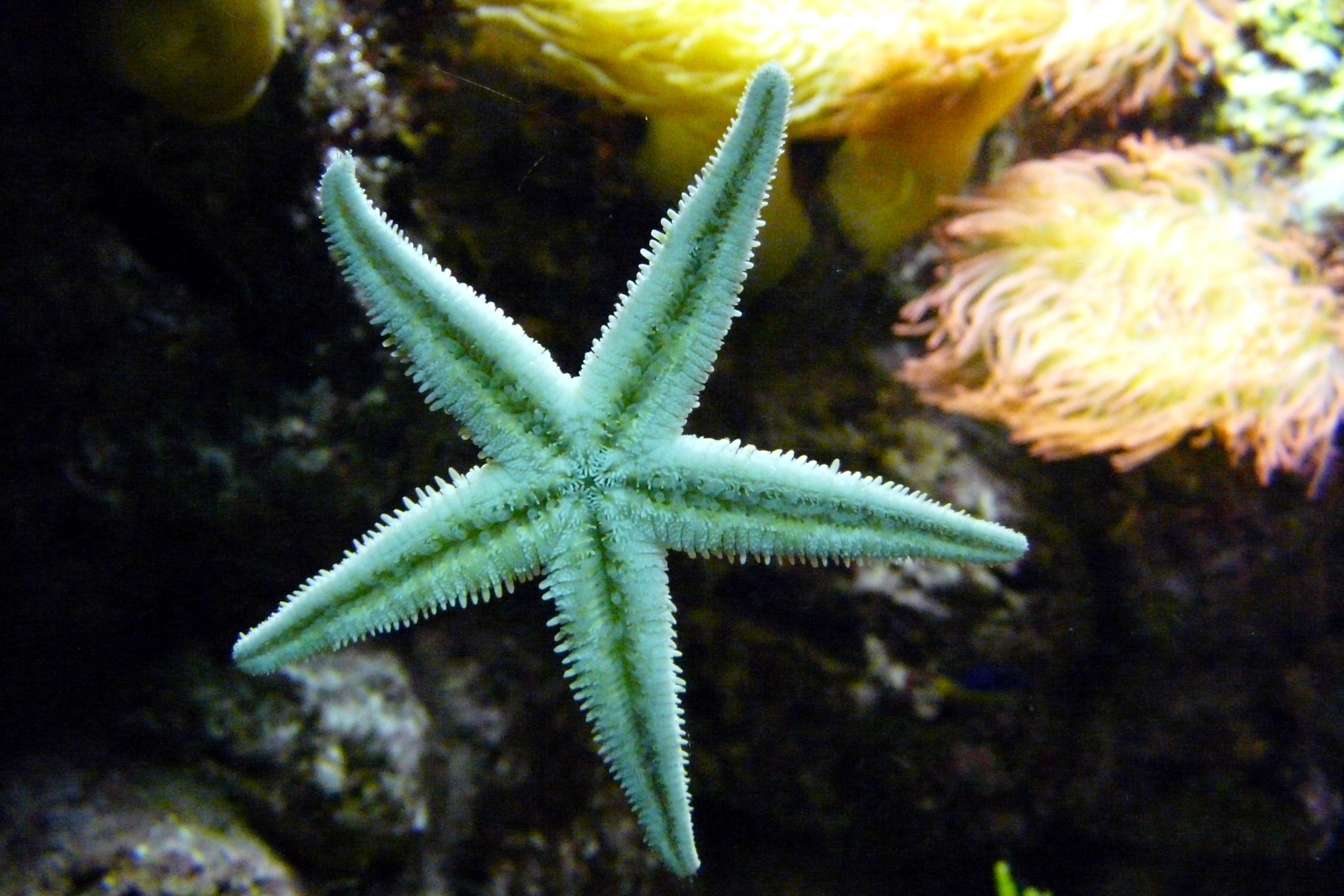 green sea star