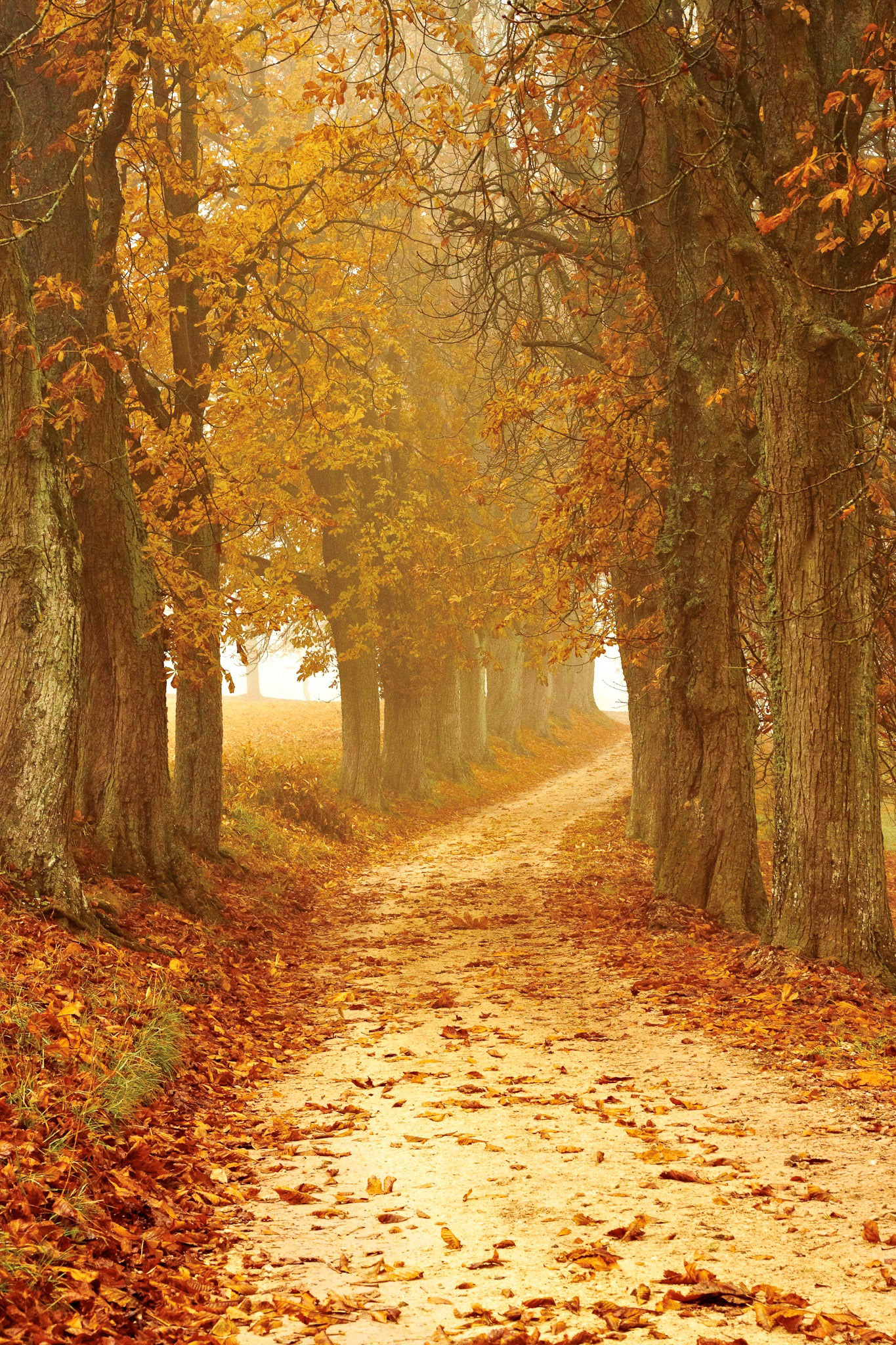 Golden Path In Autumn Between The Trees Image Free Stock Photo