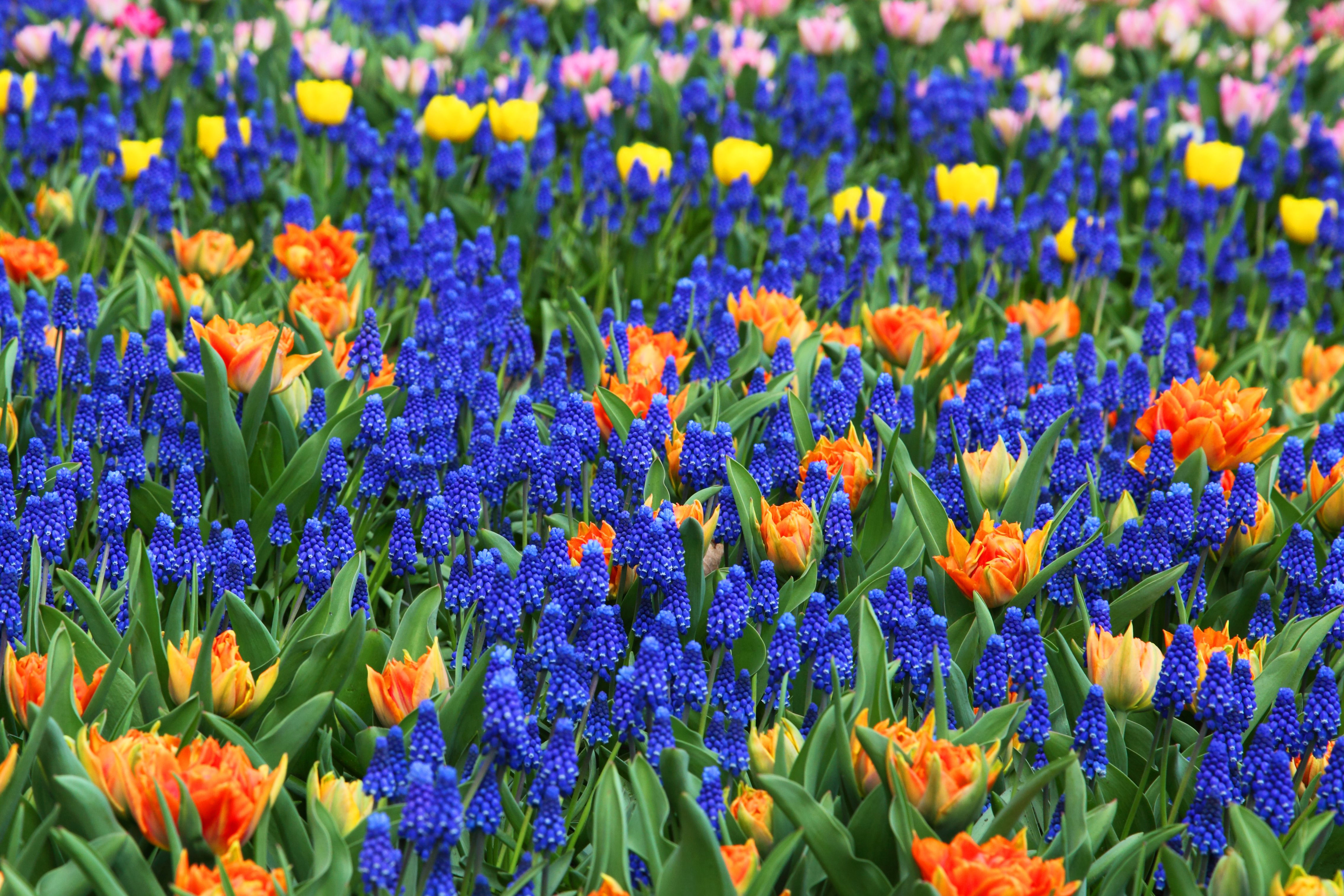 blue and orange flowers