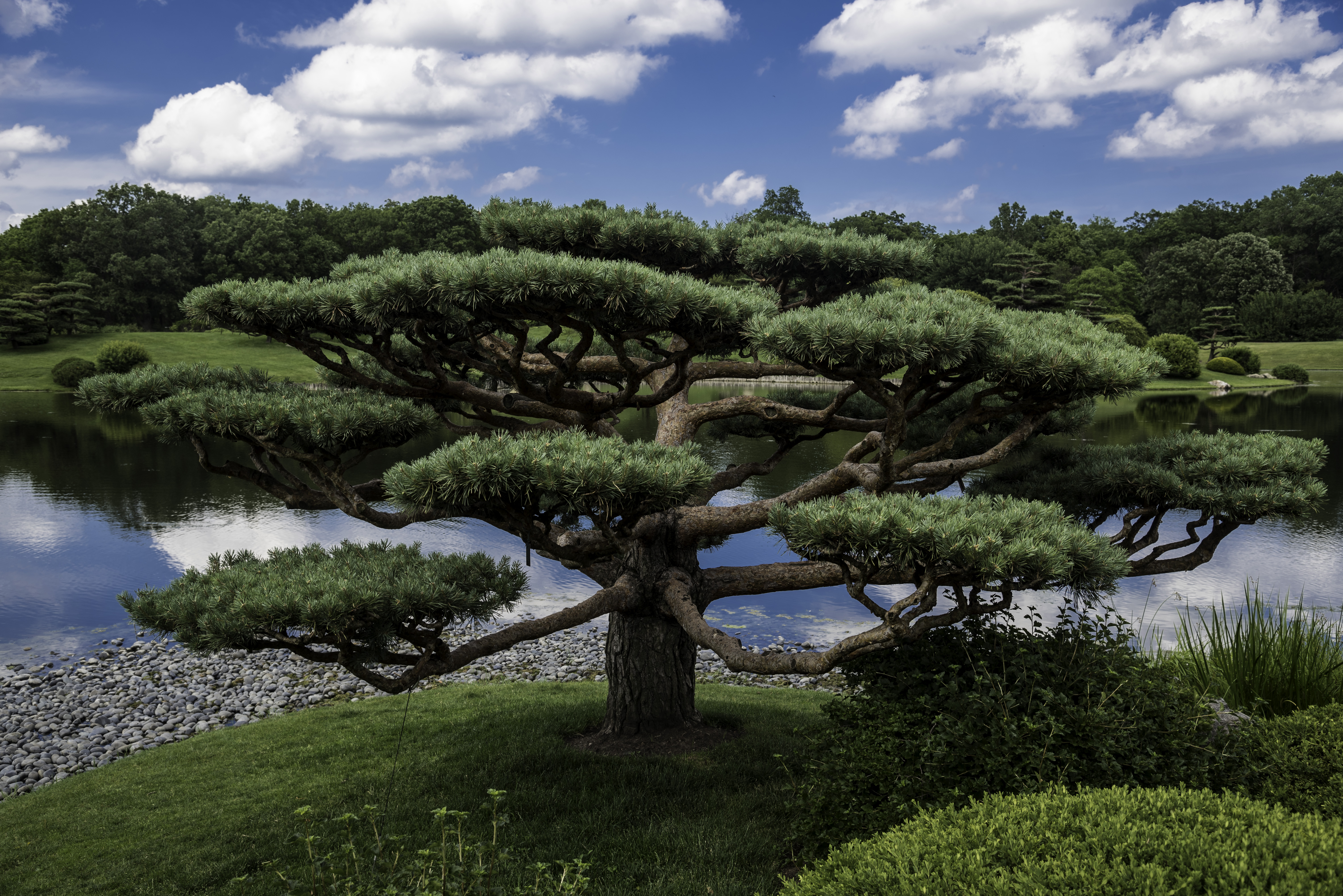 Ботанический сад японские деревья