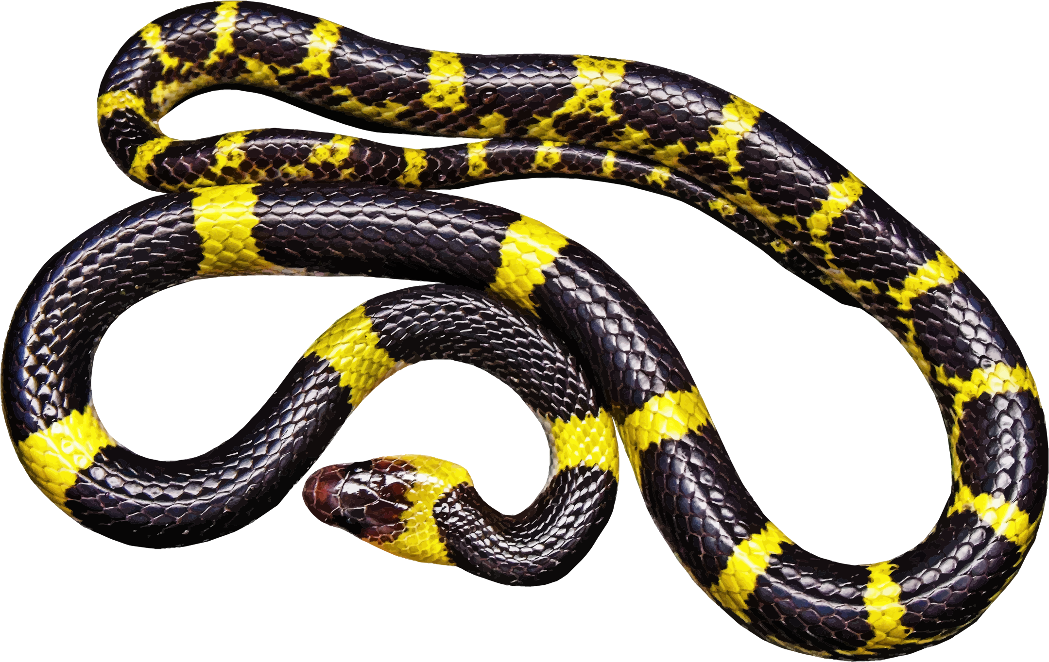 Black Snake With Yellow Bands Vector Clipart Image Free Stock Photo 