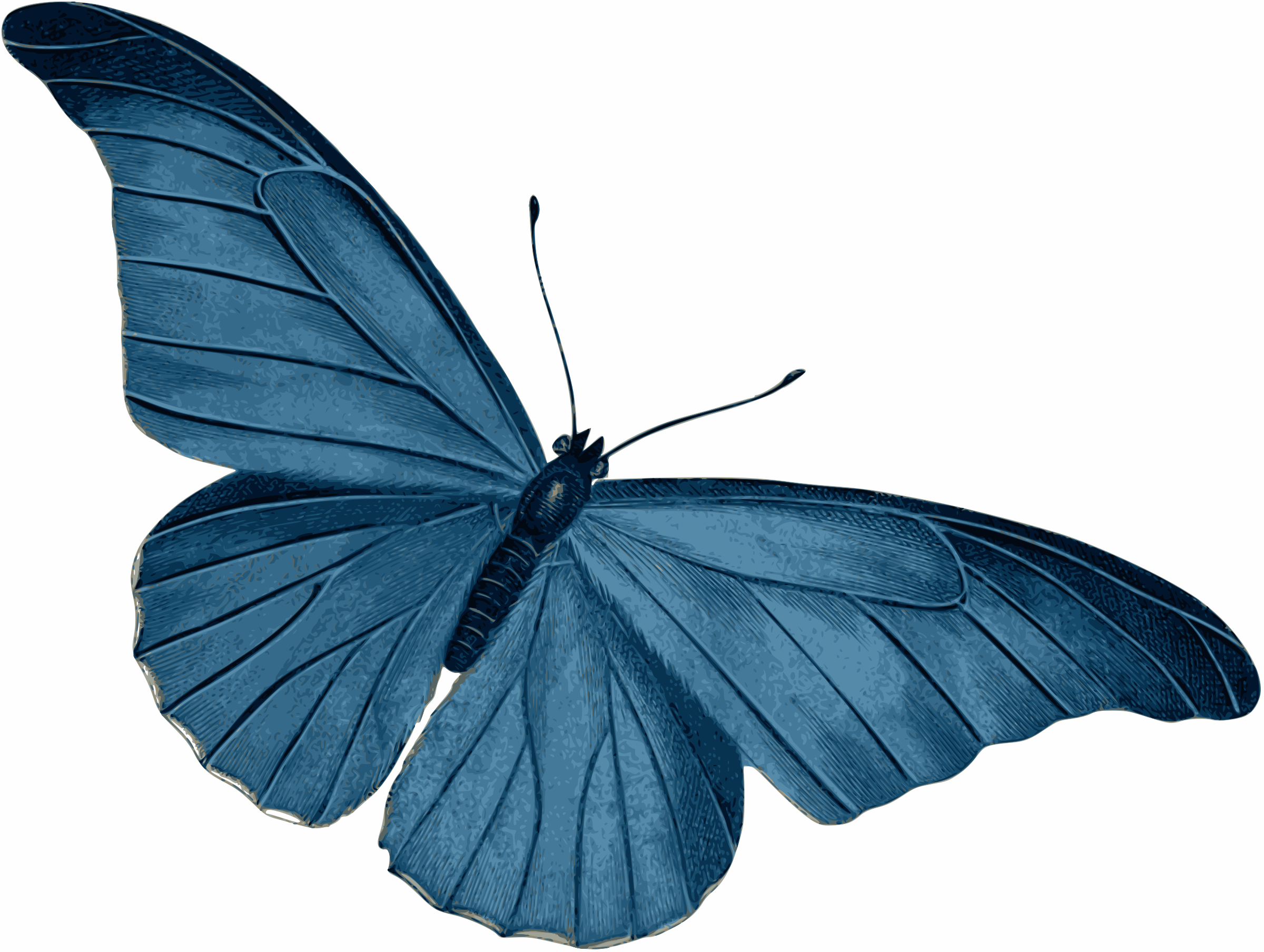 Free Free 197 Butterfly Svg Vector Free SVG PNG EPS DXF File