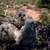 Chicken Close-up image - Free stock photo - Public Domain photo - CC0 ...