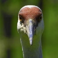 Sandhill Crane Face closeup