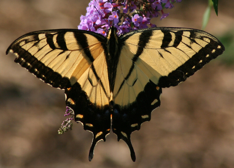 Eastern Tiger Swallowtail Papilio Glaucus Butterfly Image Free Stock