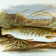 Drawing of a Northern Pike image - Free stock photo - Public Domain ...