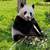 Panda Bear eating Bamboo on the ground image - Free stock photo ...