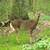 White-tailed deer image - Free stock photo - Public Domain photo - CC0 ...