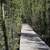 Wooden Boardwalk through the forest on the Cameron Falls Trail image ...