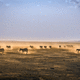 Trees in the landscape in Kenya on the Plains image - Free stock photo ...