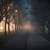 Foggy Walkway through a Corridor of Trees image - Free stock photo ...