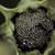 seed-pod-inside-flowering-plant_w50_h50_cw50_ch50_thumb.jpg