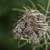 seeds-in-wildflower-pod_w50_h50_cw50_ch50_thumb.jpg