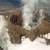 Bear Cubs Playing Around At Katmai National Park Image - Free Stock 