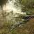 Alligators floating at Everglades National Park, Florida image - Free ...