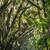 trees-arching-over-the-road-in-tallahassee-florida_w50_h50_cw50_ch50_thumb.jpg