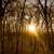 Golden Sunshine at Yellow River State Forest, Iowa image - Free stock ...